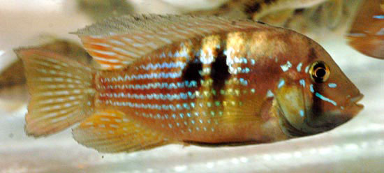 眼带裸光盖丽鱼(Gymnogeophagus rhabdotus)