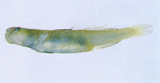 大颌裸身虾虎(Gymnogobius macrognathos)