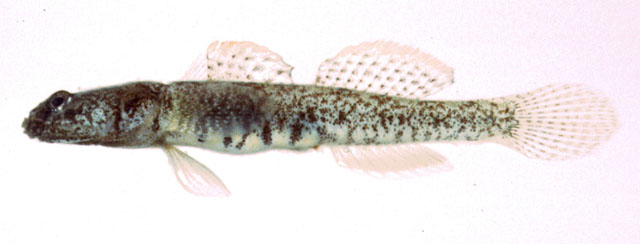 沟裸身虾虎(Gymnogobius scrobiculatus)