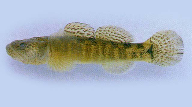 条尾裸身虾虎(Gymnogobius urotaenia)