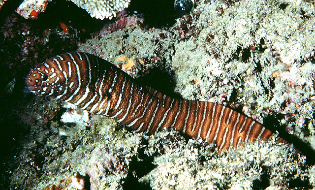 条纹裸海鳝(Gymnomuraena zebra)