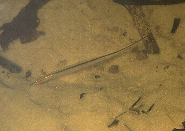 朗登氏裸吻电鳗(Gymnorhamphichthys rondoni)
