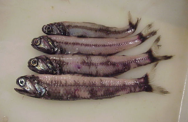 尼氏裸灯鱼(Gymnoscopelus nicholsi)