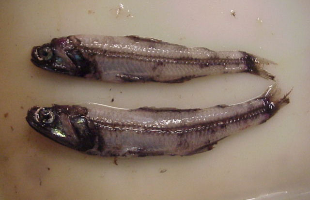 后鳍裸灯鱼(Gymnoscopelus opisthopterus)