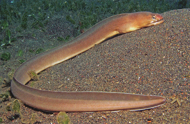 窄尾裸胸鳝(Gymnothorax angusticauda)