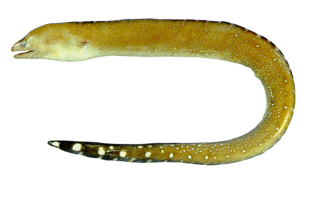威勐裸胸鳝(Gymnothorax conspersus)