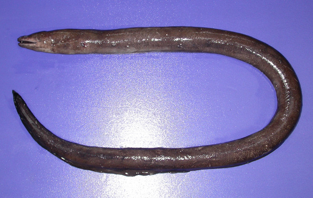 长背裸胸鳝(Gymnothorax dorsalis)