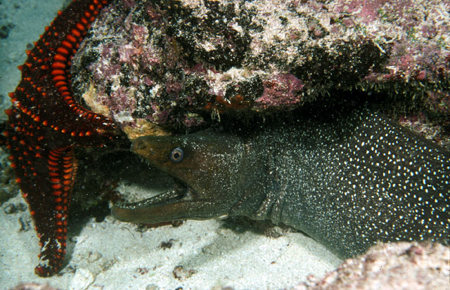 多氏裸胸鳝(Gymnothorax dovii)
