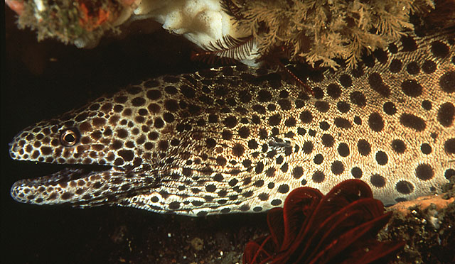 豆点裸胸鳝(Gymnothorax favagineus)