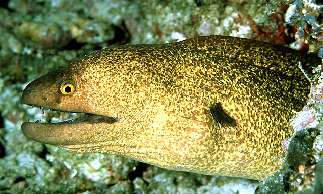 黄边裸胸鳝(Gymnothorax flavimarginatus)