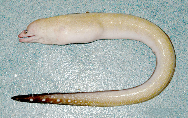 科尔裸胸鳝(Gymnothorax kolpos)