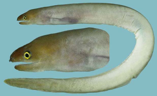 直齿裸胸鳝(Gymnothorax kontodontos)