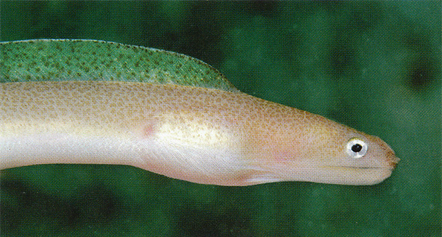 小点裸胸鳝(Gymnothorax microstictus)