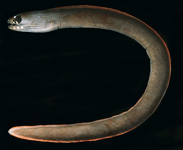 眼斑裸胸鳝(Gymnothorax monostigma)