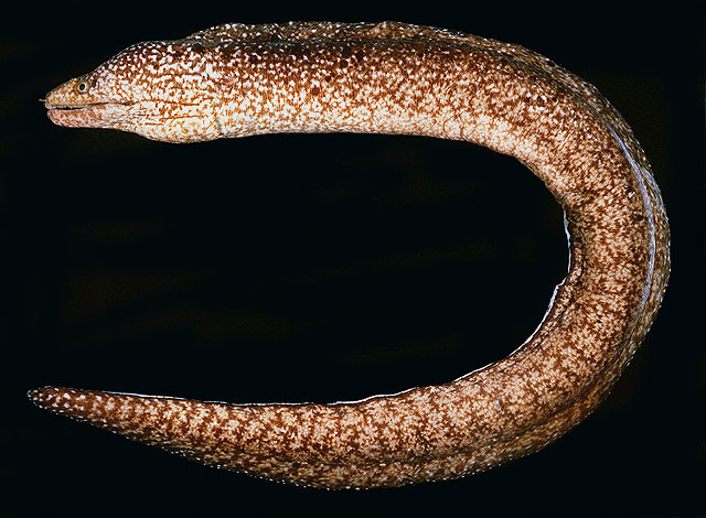 大鼻裸胸鳝(Gymnothorax nasuta)