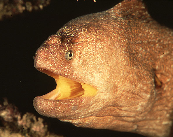 裸犁裸胸鳝(Gymnothorax nudivomer)