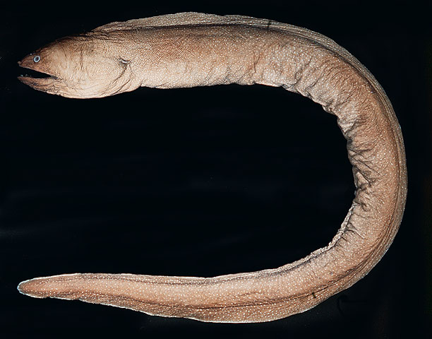 纳氏裸胸鳝(Gymnothorax nuttingi)