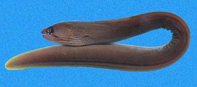 眼帯裸胸鳝(Gymnothorax panamensis)