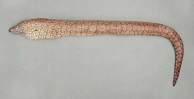 多腺裸胸鳝(Gymnothorax polygonius)
