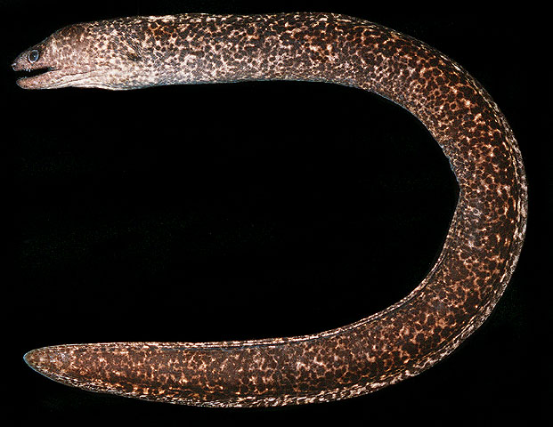 红棕裸胸鳝(Gymnothorax porphyreus)