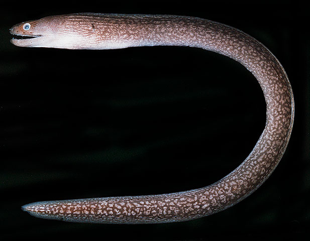 棱牙裸胸鳝(Gymnothorax prismodon)