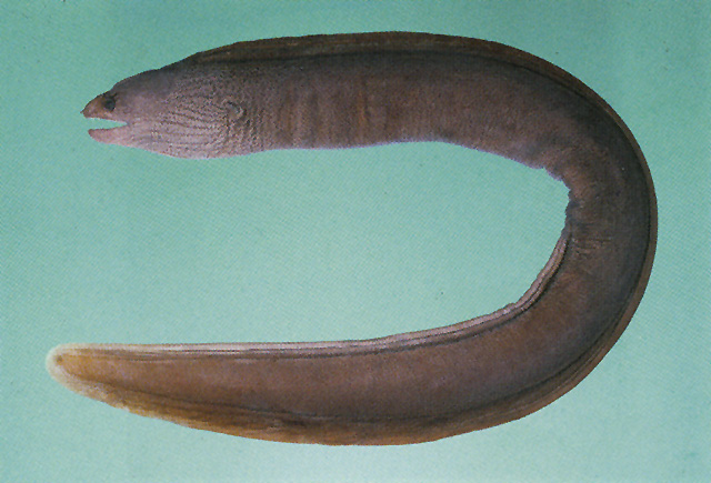 休氏裸胸鳝(Gymnothorax pseudoherrei)