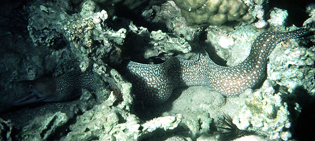 点斑裸胸鳝(Gymnothorax punctatus)