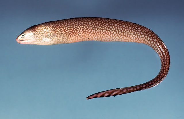 石色裸胸鳝(Gymnothorax saxicola)