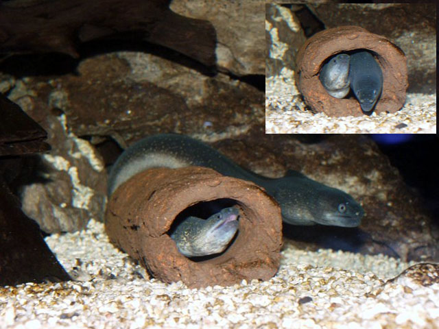 蒂尔裸胸鳝(Gymnothorax tile)