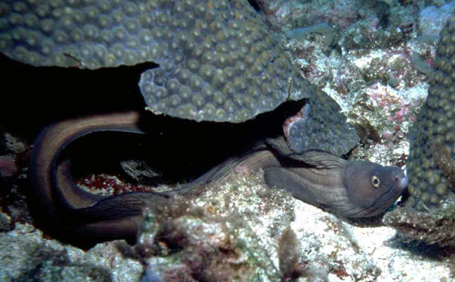 紫颌裸胸鳝(Gymnothorax vicinus)