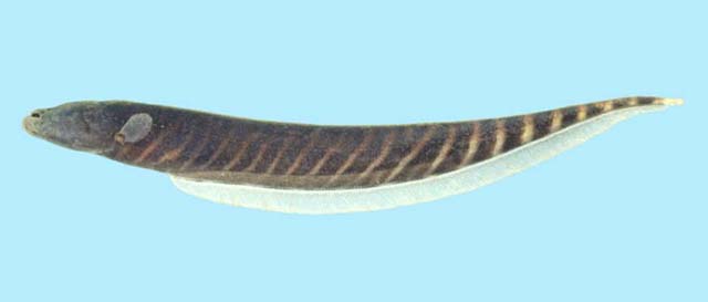 鳗形裸背电鳗(Gymnotus anguillaris)