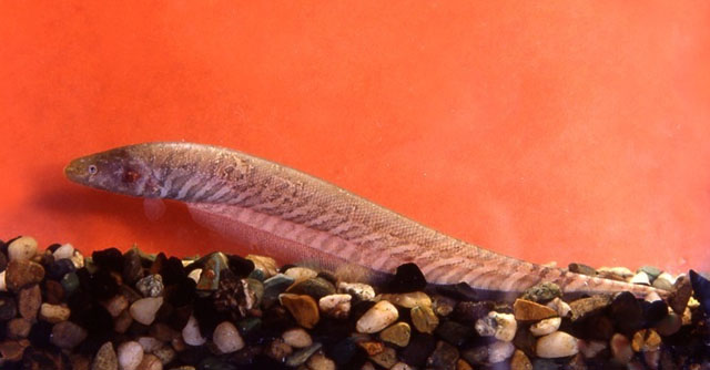 圭亚那裸背电鳗(Gymnotus carapo)