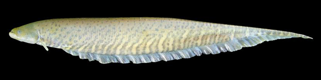 糙唇裸背电鳗(Gymnotus inaequilabiatus)