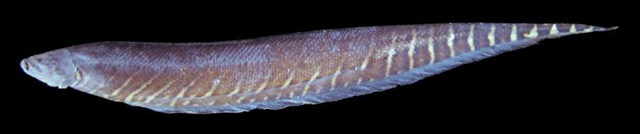 长胸鳍裸背电鳗(Gymnotus pantanal)