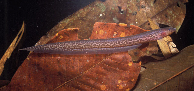 豹纹裸背电鳗(Gymnotus pantherinus)