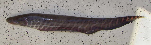 巴拉瓜裸背电鳗(Gymnotus paraguensis)