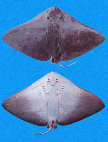 密斑燕魟(Gymnura crebripunctata)