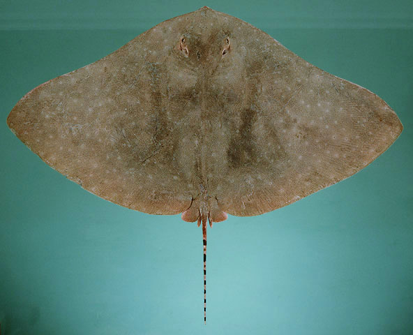 花尾燕魟(Gymnura poecilura)