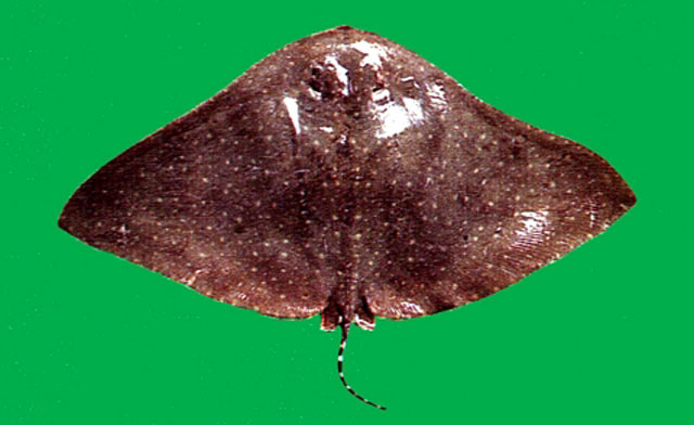 条尾燕魟(Gymnura zonura)