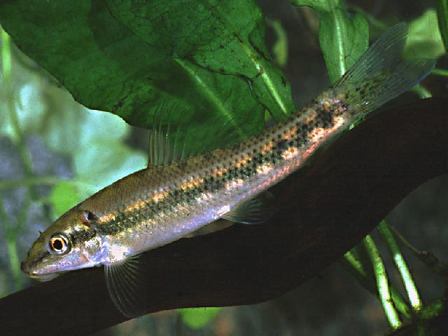 湄公双孔鱼(Gyrinocheilus aymonieri)