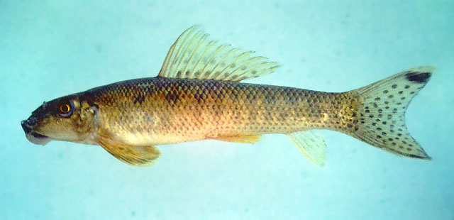 暹罗双孔鱼(Gyrinocheilus pennocki)