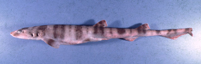 波氏梅花鲨(Halaelurus boesemani)