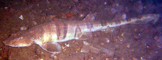 虎纹梅花鲨(Halaelurus natalensis)