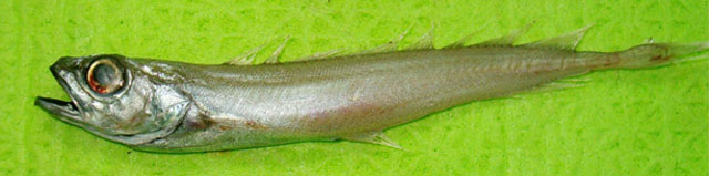 约氏双臀深海鳕(Halargyreus johnsonii)