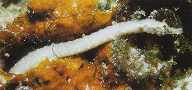 布罗克氏海蠋鱼(Halicampus brocki)