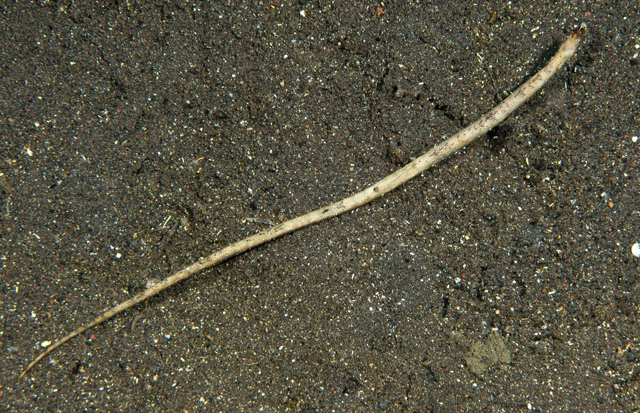 邓氏海蠋鱼(Halicampus dunckeri)
