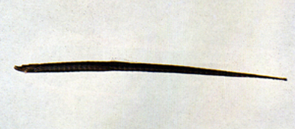 马塔法海蠋鱼(Halicampus mataafae)