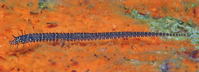 横带海蠋鱼(Halicampus nitidus)