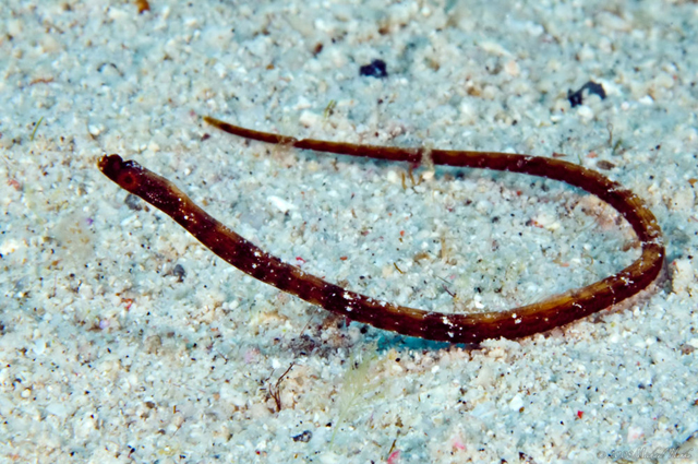 短吻海蠋鱼(Halicampus spinirostris)