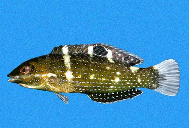 火红海猪鱼(Halichoeres adustus)